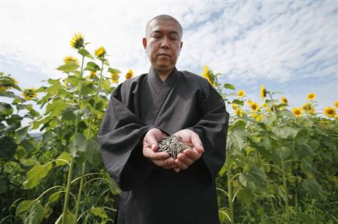 MONJES BUDHISTAS PLANTAN EN FUKUSHIMA 8 MILLONES DE GIRASOLES CONTRA LA RADIACION